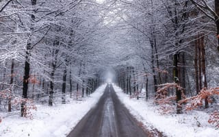 Картинка дорога, деревья, ветки, лес, зима, снег