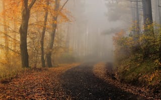 Картинка туман, осень