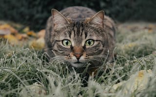 Картинка кошки, кошка, кошачьи, домашние, животные, полосатый, трава, растение