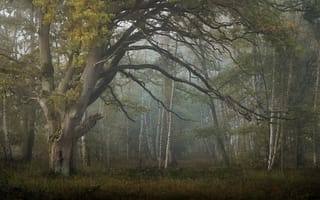 Картинка лес, туман