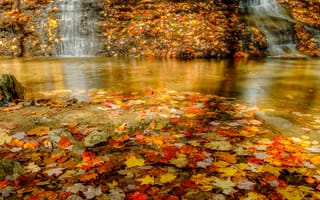 Картинка озеро, листья