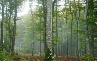 Картинка деревья, туман