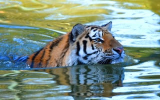 Картинка тигр, морда, купание, взгляд, водоем, плавание, вода