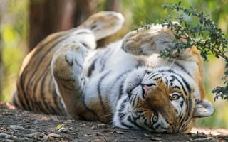 Картинка тигр, морда, отдых, лежит, ветки, поза, взгляд, боке, лапы
