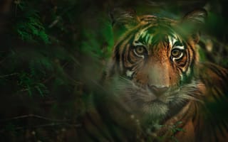Картинка тигр, морда, листья, взгляд, боке