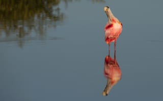 Картинка вода, отражение, розовая колпица, птица, водоем