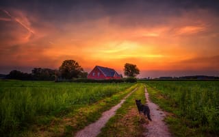 Картинка дорога, закат, дом, собака