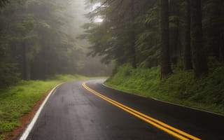 Картинка дорога, лес, туман