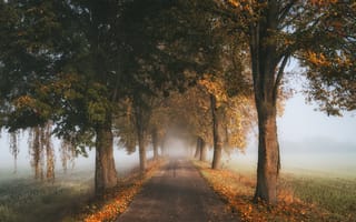 Обои дорога, деревья, осень, туман