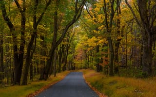 Картинка дорога, деревья, пенсильвания, опавшие листья, осень, лес