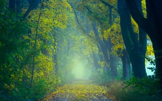 Картинка дорога, деревья, природа, лес, осень, листья, туман
