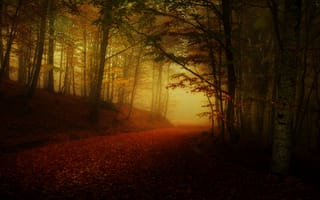 Картинка дорога, лес, полумрак, осень, туман, аллея, листопад