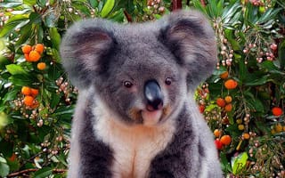 Картинка деревья, природа, коала, животные, фрукты