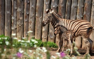 Картинка зебра, забор, жеребенок, зебры, пара, детеныш, мама