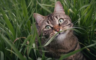 Картинка морда, трава, поза, взгляд, кошка, кот, зелень, лето, портрет