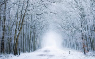 Обои дорога, лес, зима, туман
