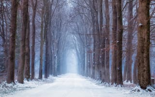 Обои дорога, лес, зима