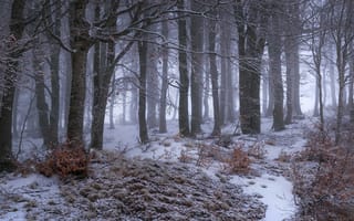 Картинка деревья, снег, лес, снегопад, кусты, дымка, поздняя осень, стволы, туман, иней, зима, ветки