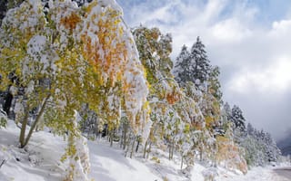 Картинка деревья, снег, лес, зима
