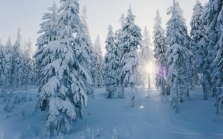 Картинка снег, лес, зима