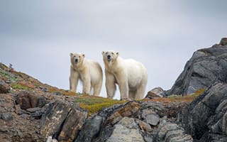Картинка канада, белые медведи