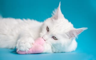 Картинка морда, кот, мейн-кун, кошка, голубой, взгляд, лежит, игрушка