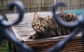 Картинка кот, кошка, боке, забор, взгляд