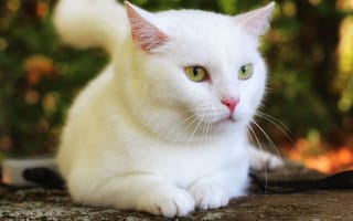 Картинка кот, кошка, белая, боке, взгляд