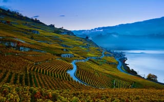 Картинка склон, швейцария, женевское озеро, виноградник