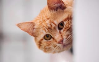 Картинка морда, портрет, кот, котенок, выглядывает, светлый, рыжий, кошка