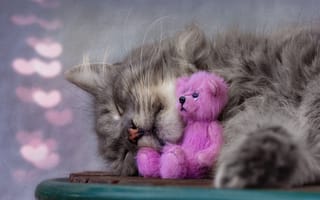 Картинка морда, поза, игрушка, боке, серый, медведь, кот, сон, розовый, сердечки, спит, лежит, нос, кошка, тедди