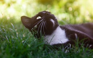 Картинка морда, трава, отдых, лежит, поляна, кот, кошка, поза, черный, взгляд, боке
