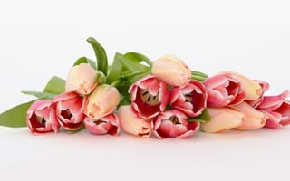 Картинка цветы, красные, розовые, белый, лежит, весна, тюльпаны, букет
