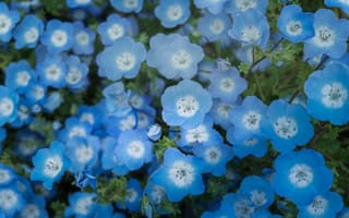 Картинка цветы, голубые, немофила