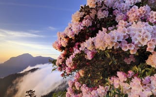 Картинка цветы, горы, туман, кусты, азалия, рододендроны, розовые