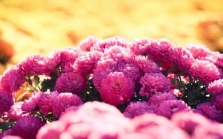 Картинка цветы, сад, розовые, хризантемы, клумба, куст, боке