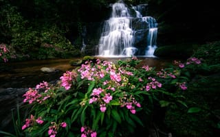 Картинка цветы, река, водопад, каскад, тайланд