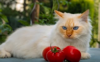 Картинка морда, поза, помидоры, кошка, рыжий, лежит, кот, взгляд