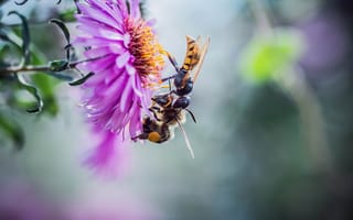 Картинка природа, макро, пчелы, насекомые, парочка, цветок