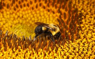 Картинка макро, цветок, шмель, подсолнух, пчела