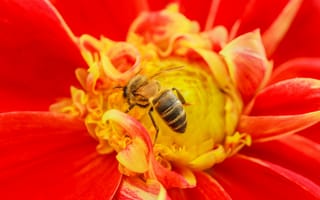 Картинка насекомое, цветок, пчела