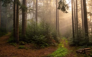 Картинка природа, лес, туман