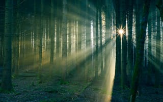 Картинка солнце, лес, туман, стволы