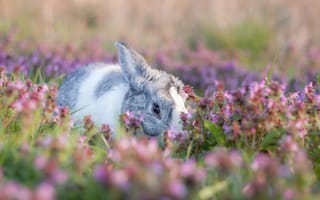 Картинка цветы, мордочка, поляна, заяц, взгляд, лето, кролик, боке, зайчик