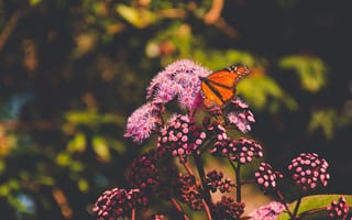 Обои цветы, природа, бабочка, боке, макро, лето, насекомое