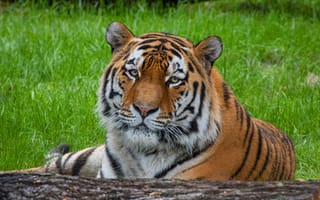 Картинка тигр, морда, взгляд, трава, портрет, бревно