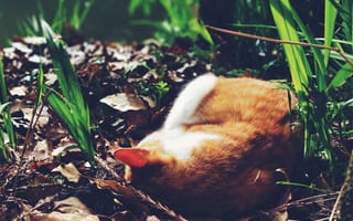 Картинка трава, кот, спит, рыжий