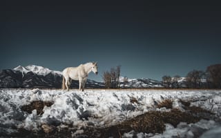 Картинка снег, природа, конь