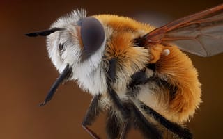 Картинка природа, макро, пчела