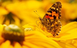 Картинка цветы, природа, рудбекия, макро, бабочка, насекомое, боке, желтые